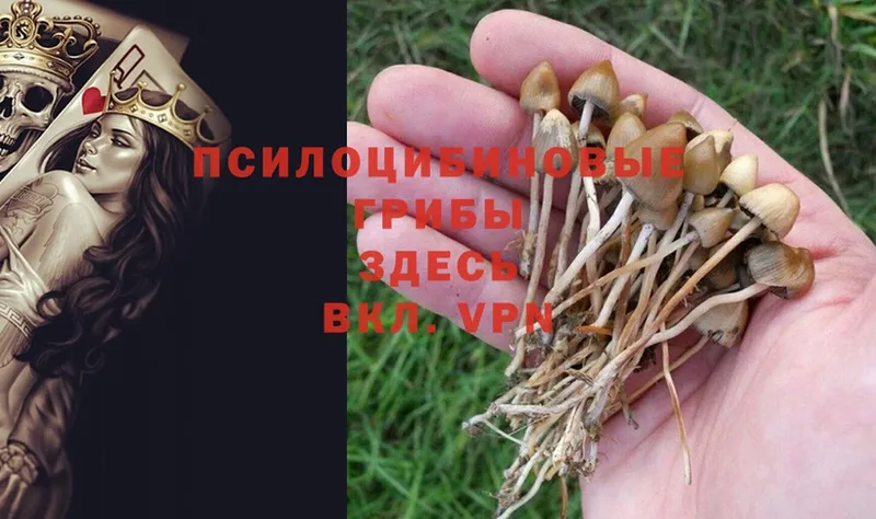 гидра ТОР  Пионерский  Псилоцибиновые грибы MAGIC MUSHROOMS 